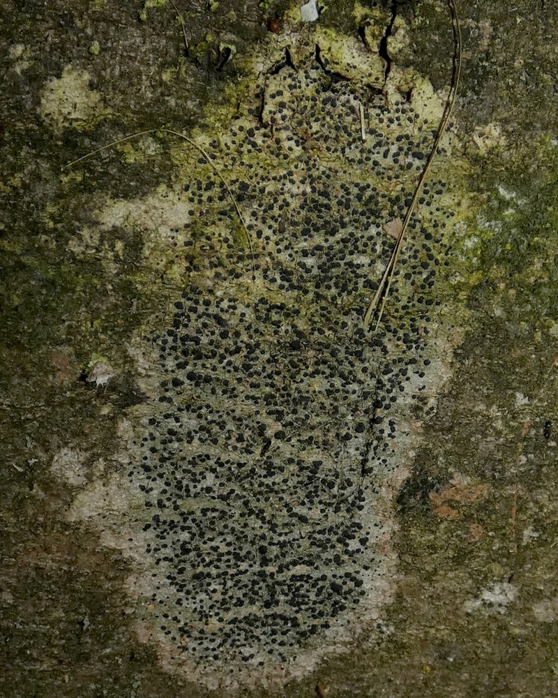 Lecidella Lichen photo 8