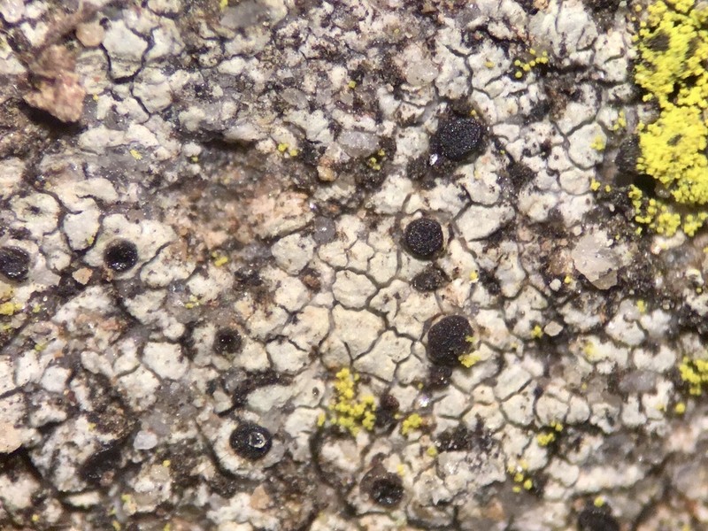 Lecidella enteroleucella