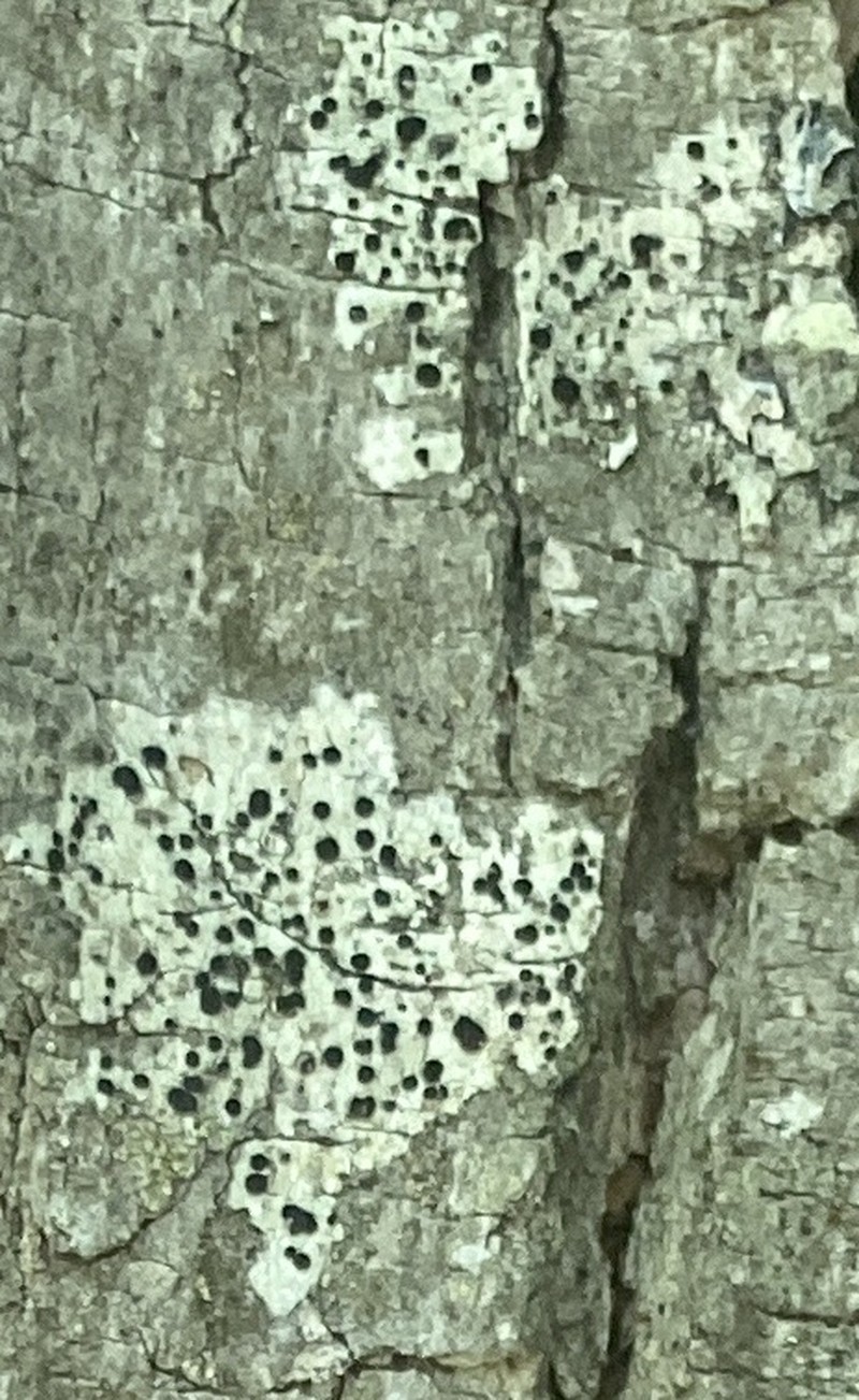 Lecidella Lichen