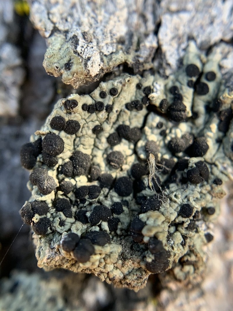 Lecidella Lichen photo 2