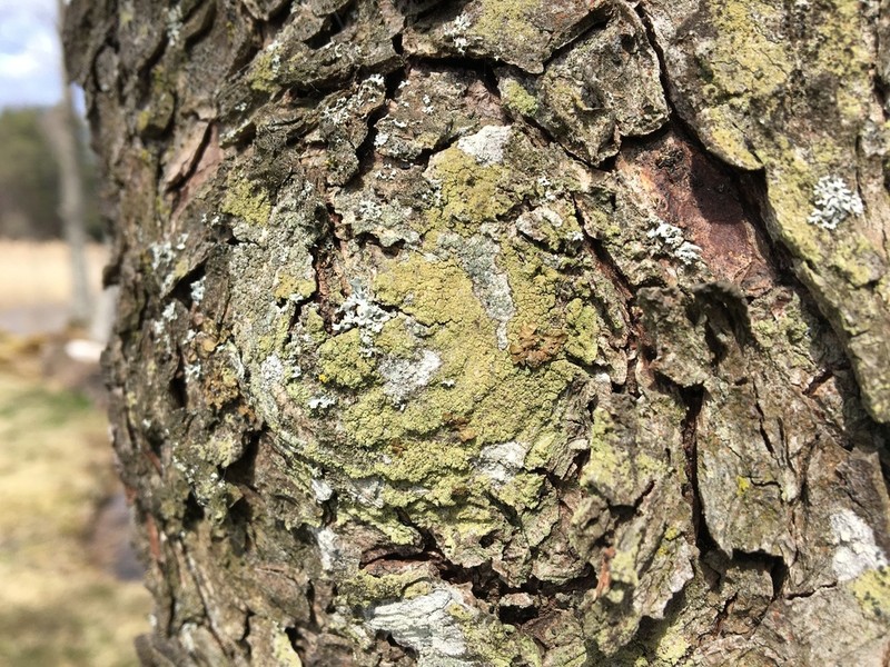 Lecidella Lichen