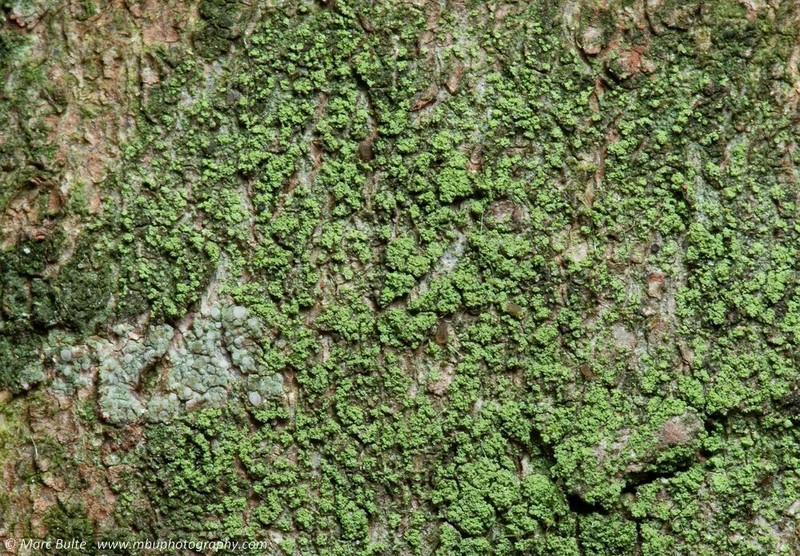 Lecidella Lichen photo 2