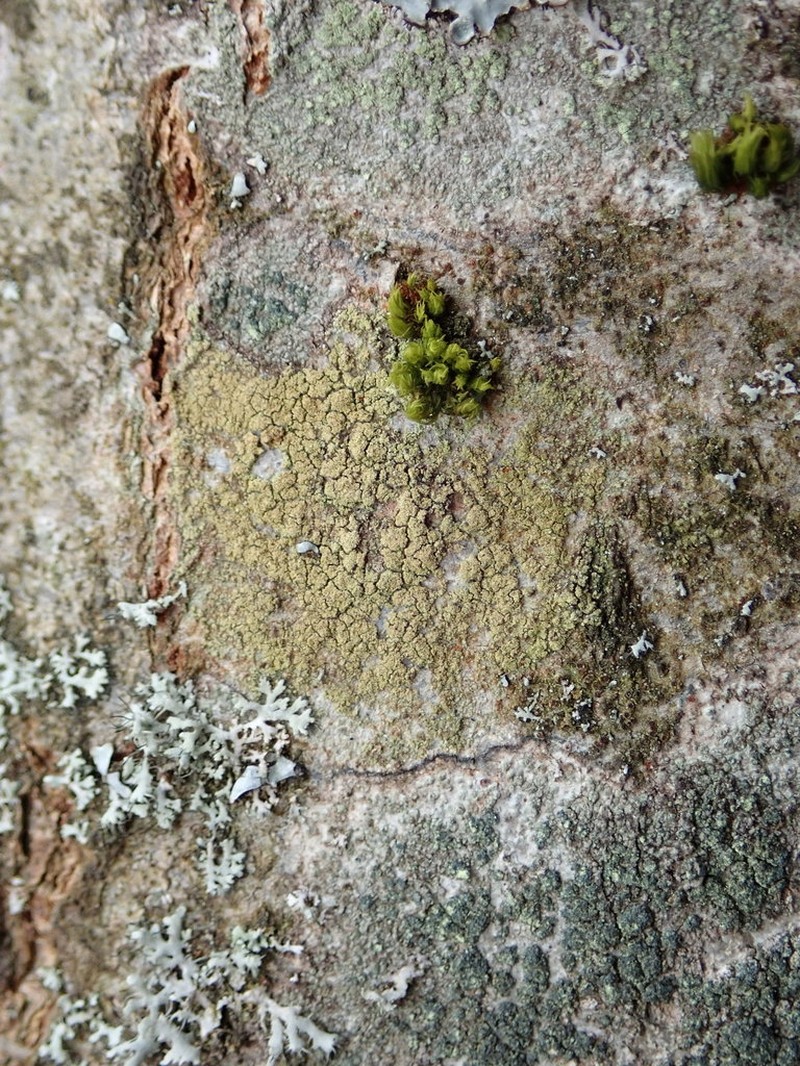 Lecidella Lichen photo 3
