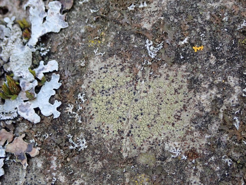 Lecidella Lichen photo 4