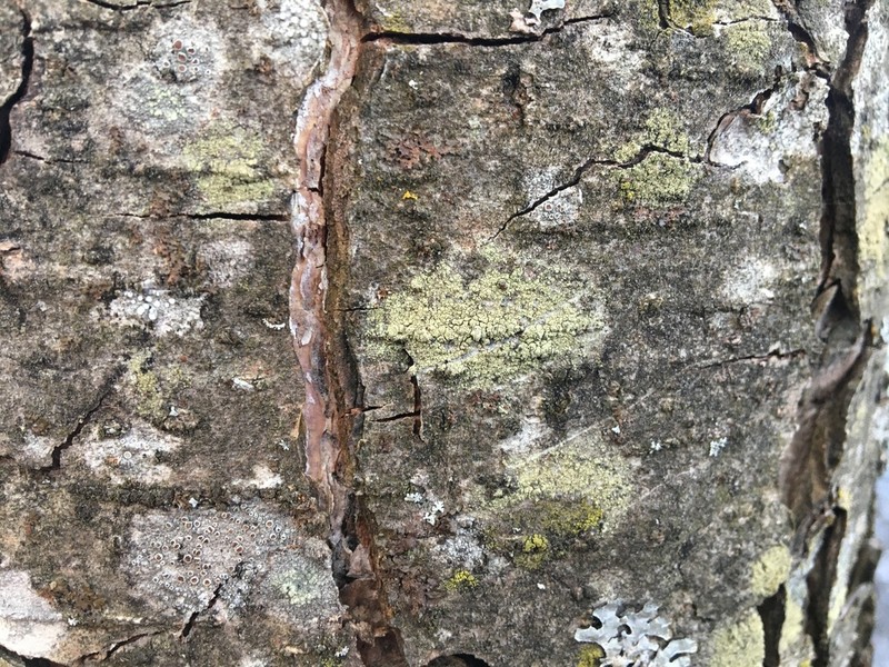 Lecidella Lichen photo 5