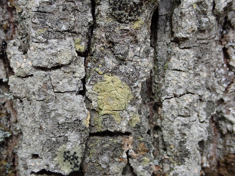 Lecidella Lichen photo 6
