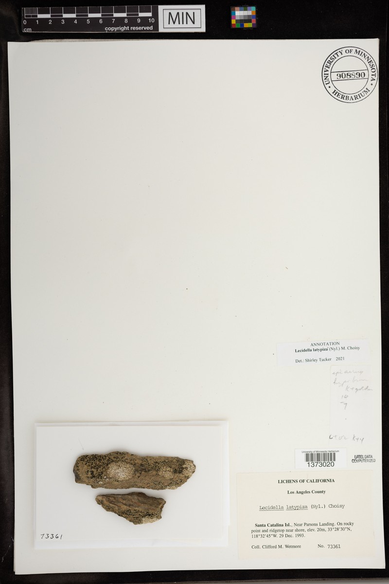 Lecidella latypiza photo 2