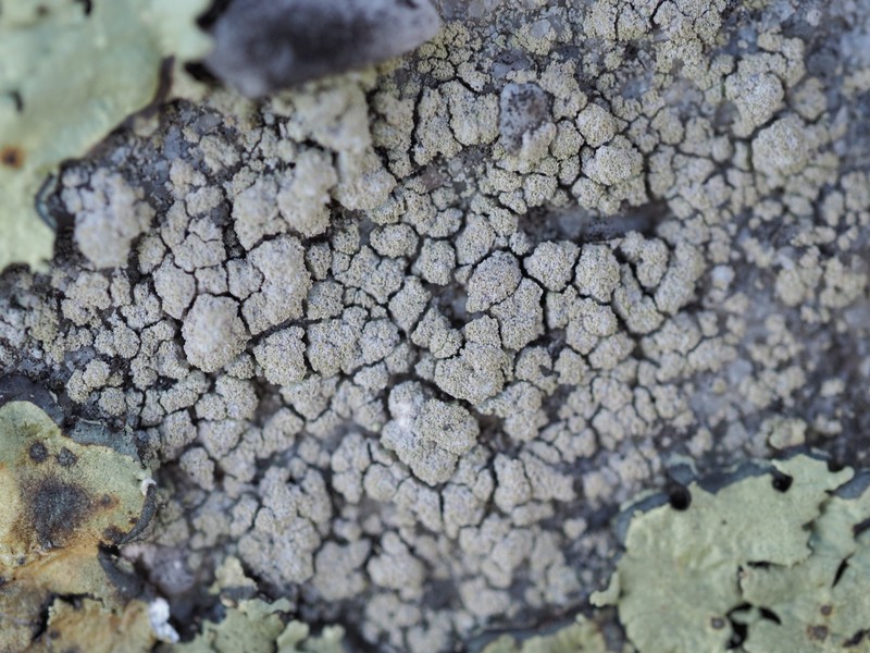 Lecidella meiococca