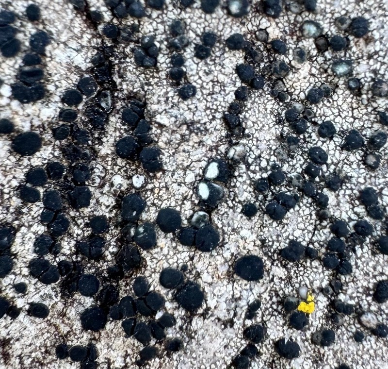 Lecidella Lichen