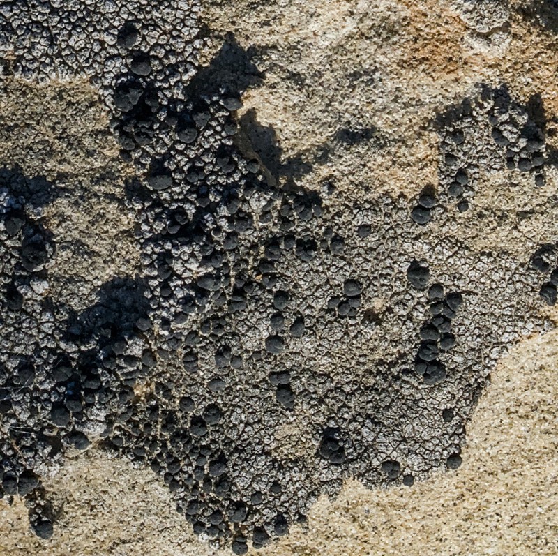 Lecidella Lichen photo 2