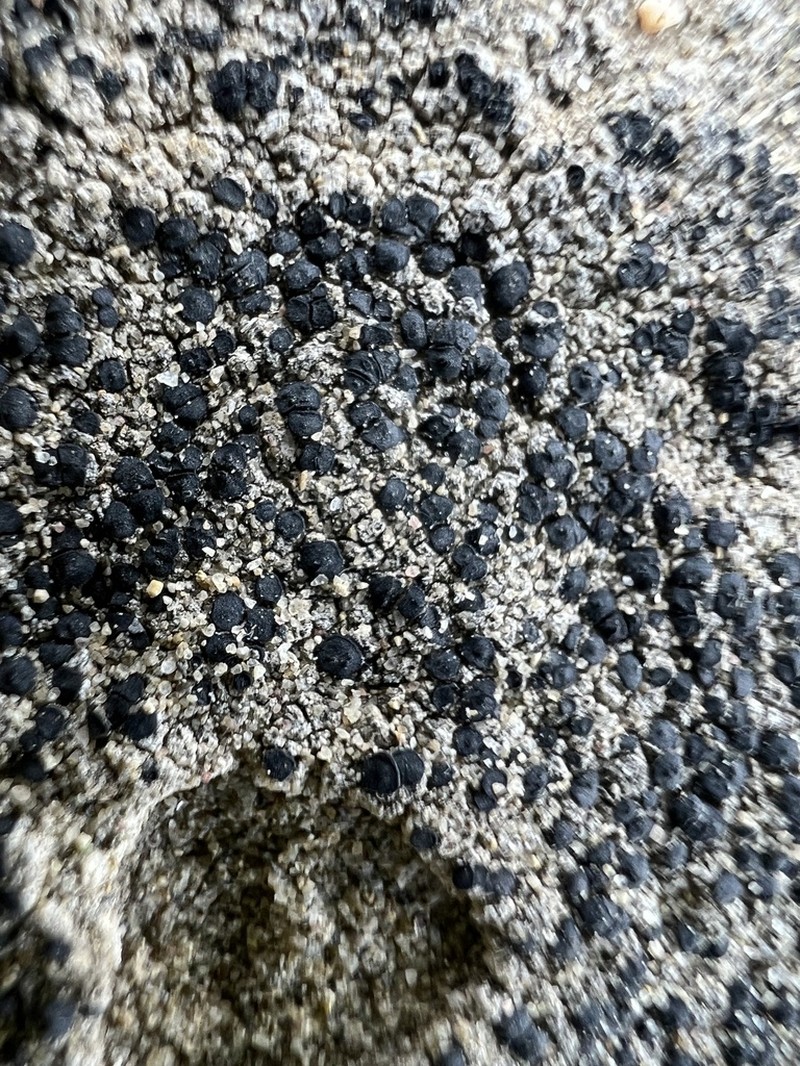 Lecidella Lichen photo 3