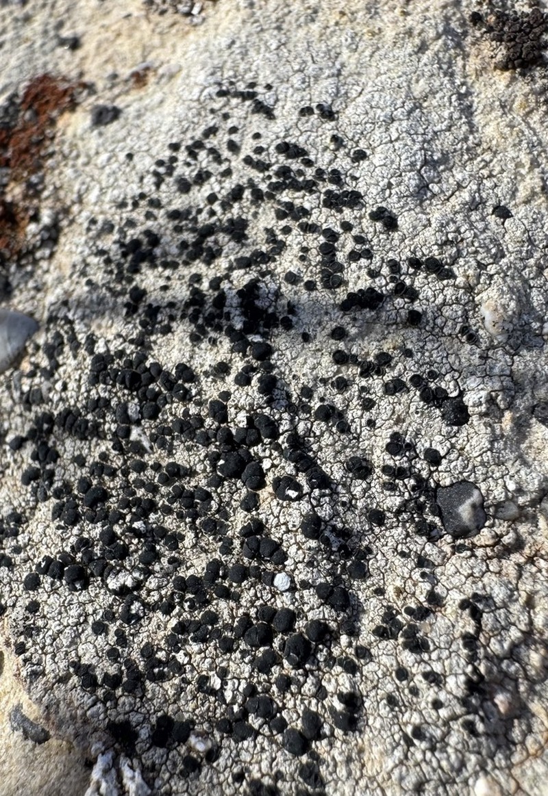 Lecidella Lichen photo 4