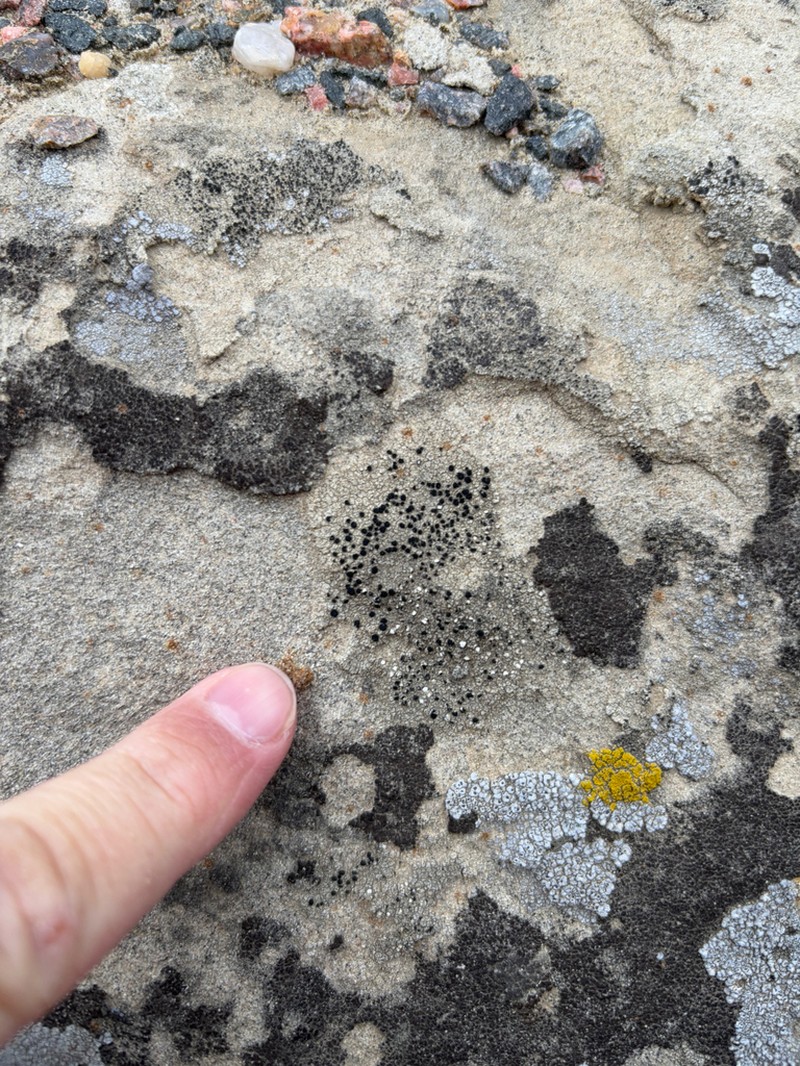 Lecidella Lichen photo 5