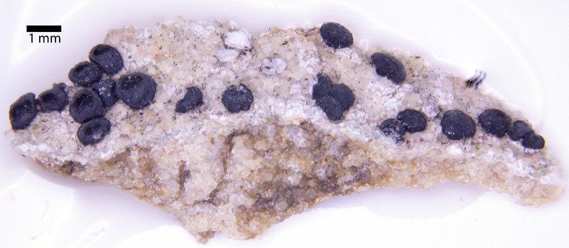 Lecidella Lichen photo 7