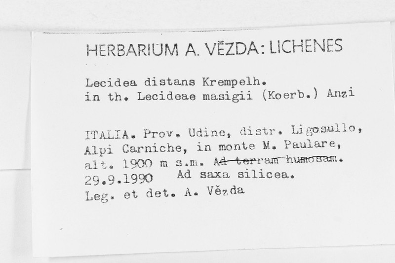 Lecidella Lichen