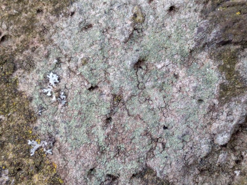 Lecidella Lichen