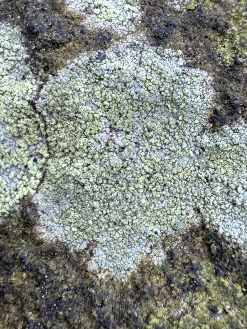 Lecidella Lichen