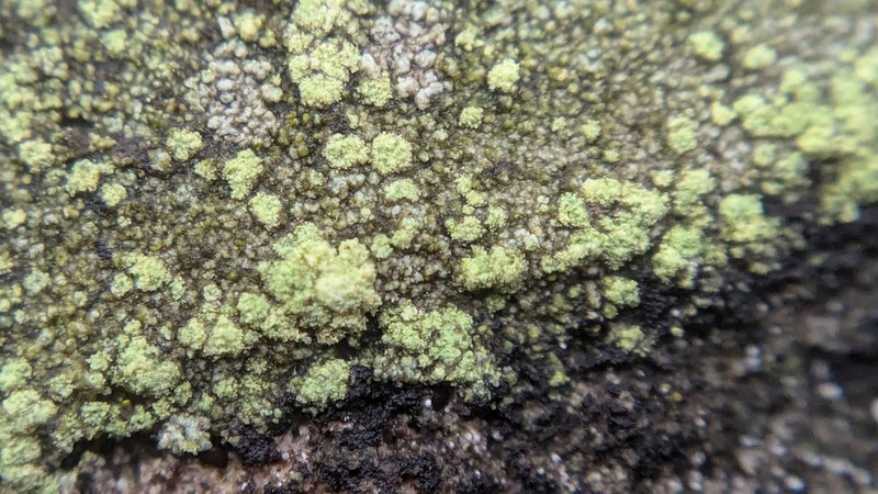 Lecidella Lichen photo 2