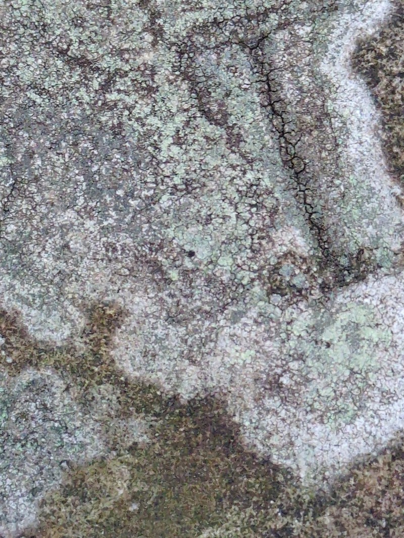 Lecidella Lichen photo 3