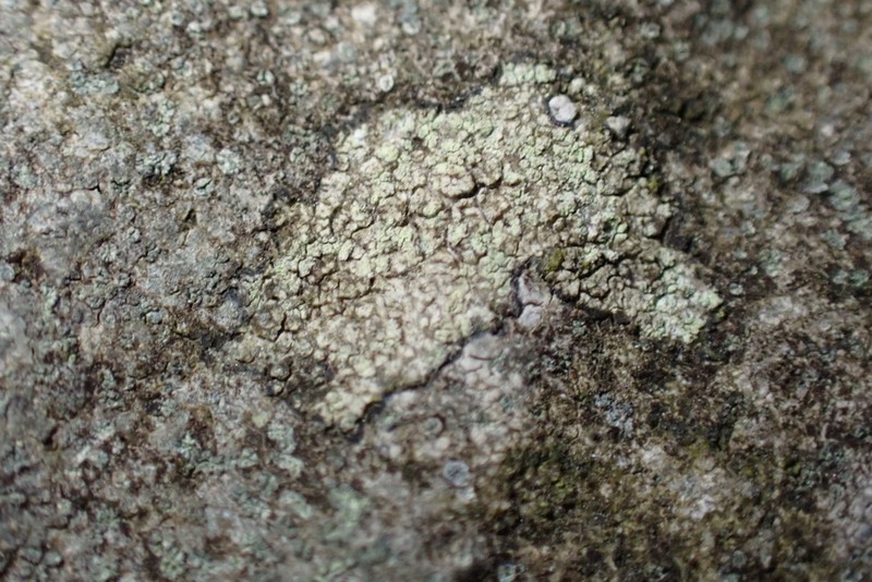 Lecidella Lichen photo 4