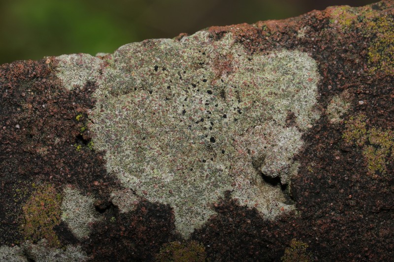 Lecidella Lichen photo 5