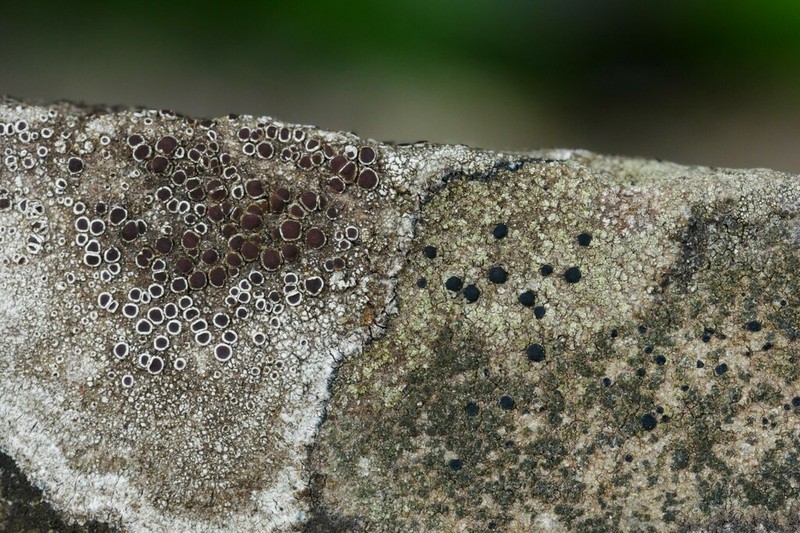 Lecidella Lichen photo 6