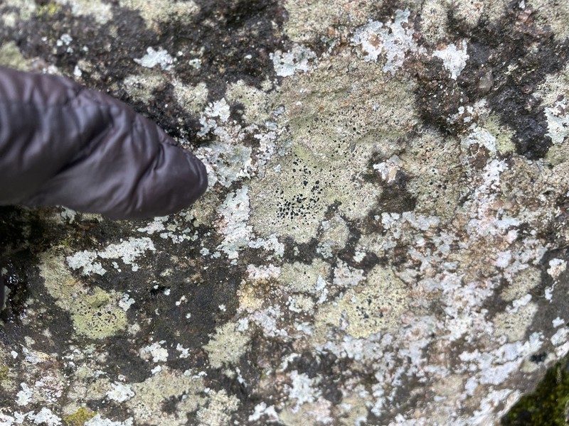 Lecidella Lichen photo 7
