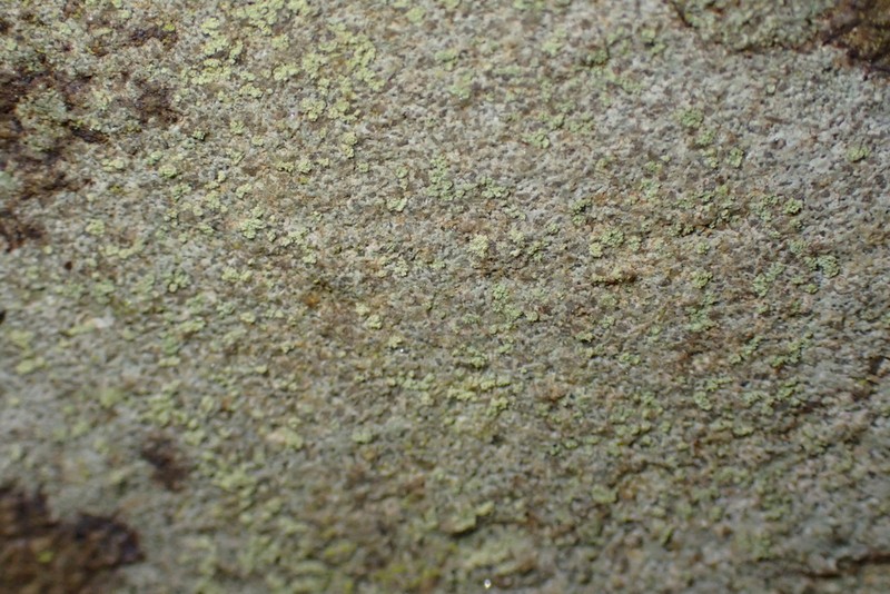 Lecidella Lichen photo 8