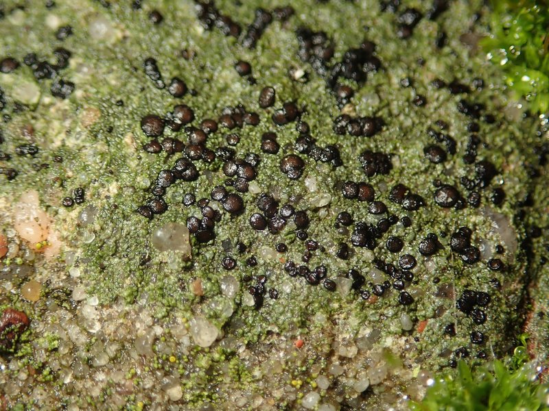 Lecidella Lichen