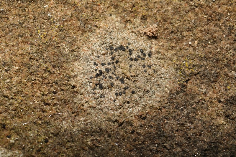 Lecidella Lichen photo 6