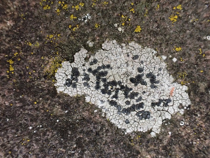 Lecidella Lichen photo 7