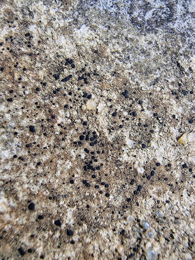 Lecidella Lichen photo 8
