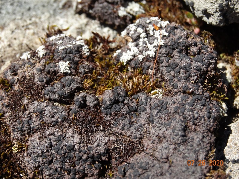 Lecidoma Lichen
