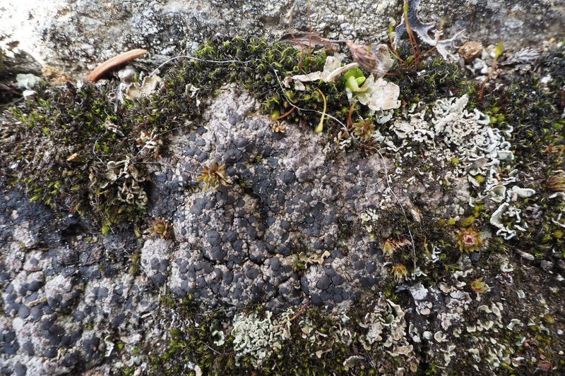 Lecidoma Lichen photo 2