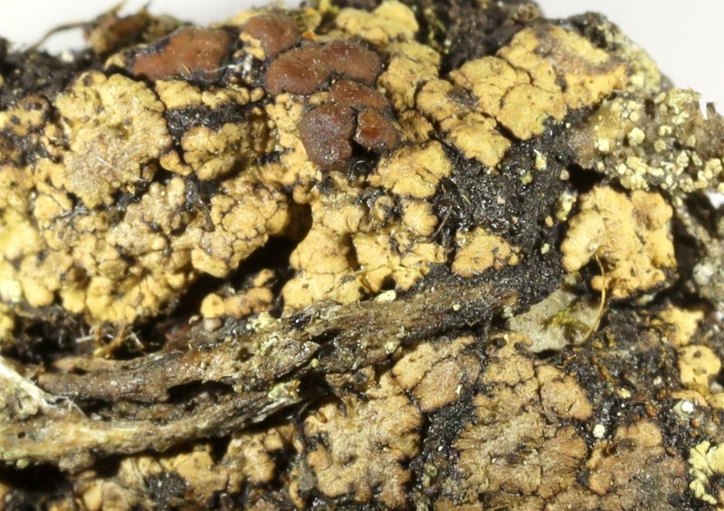 Lecidoma Lichen photo 3