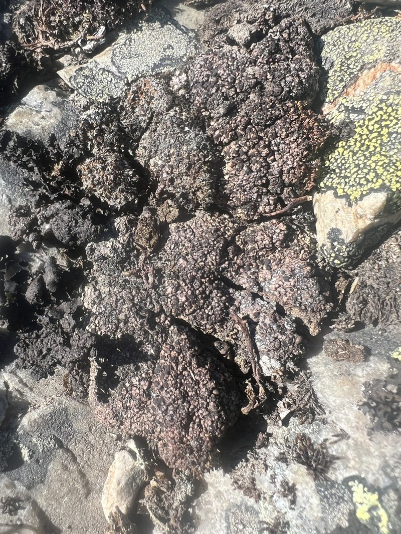 Lecidoma Lichen photo 4