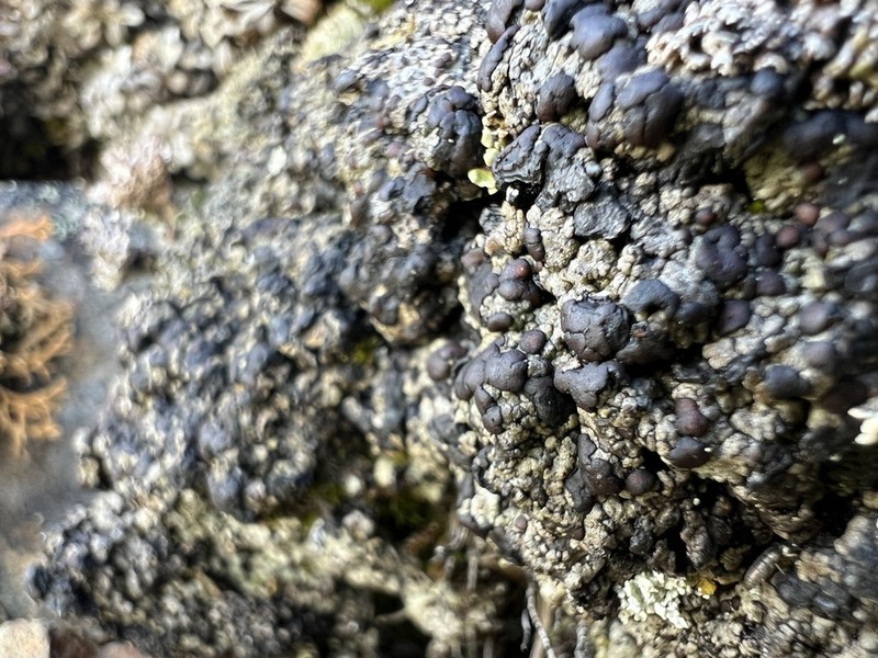 Lecidoma Lichen photo 5