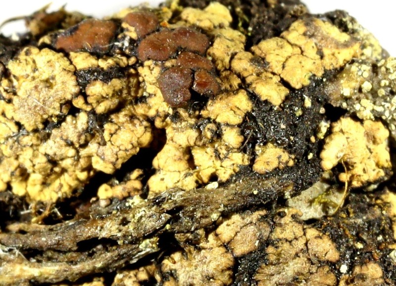 Lecidoma Lichen photo 6