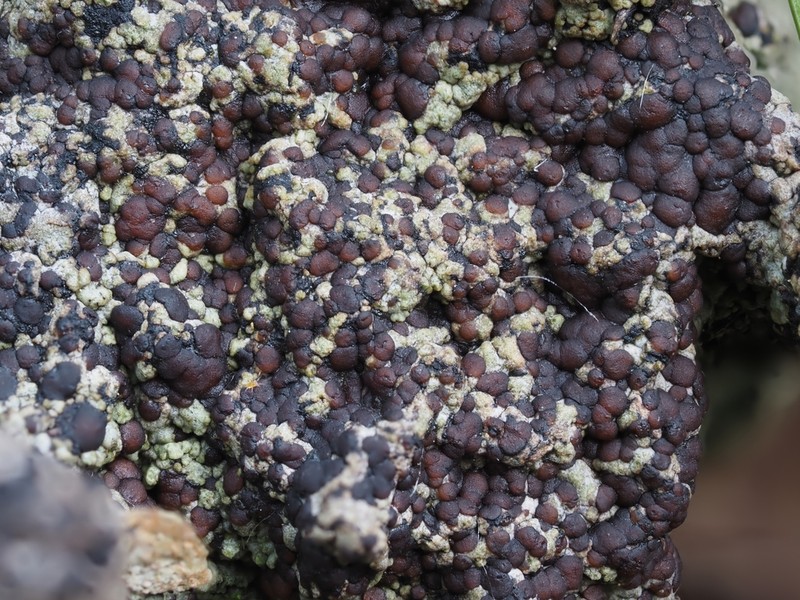 Lecidoma Lichen photo 7