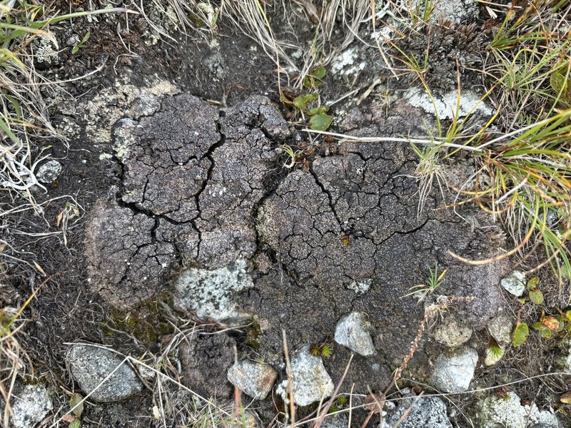 Lecidoma Lichen photo 8