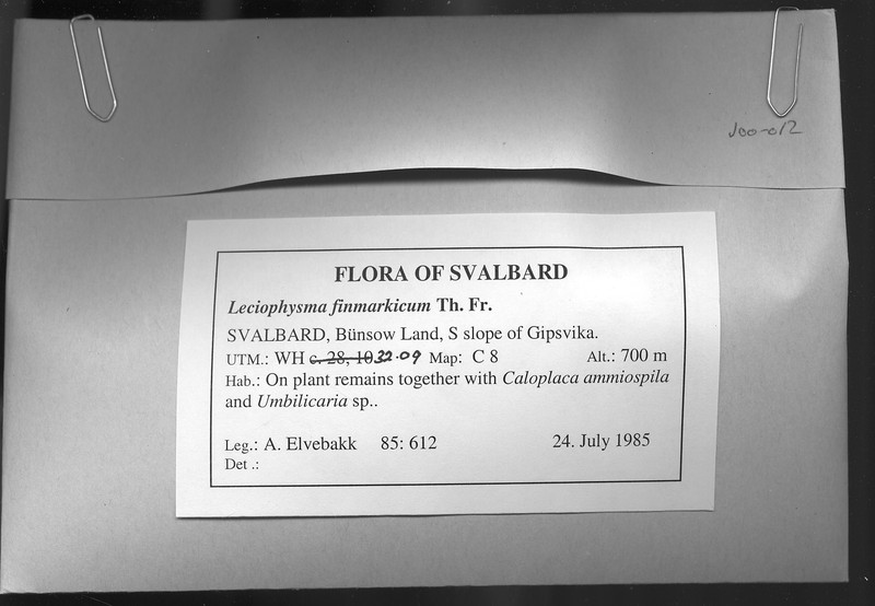 Finmark's Leciophysma Lichen