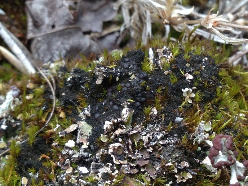 Leciophysma Lichen
