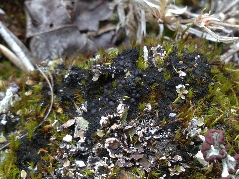Leciophysma Lichen photo 2