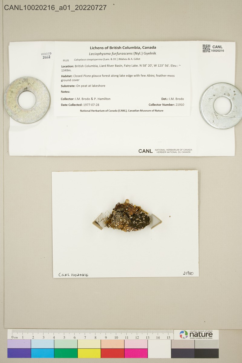 Leciophysma Lichen photo 4
