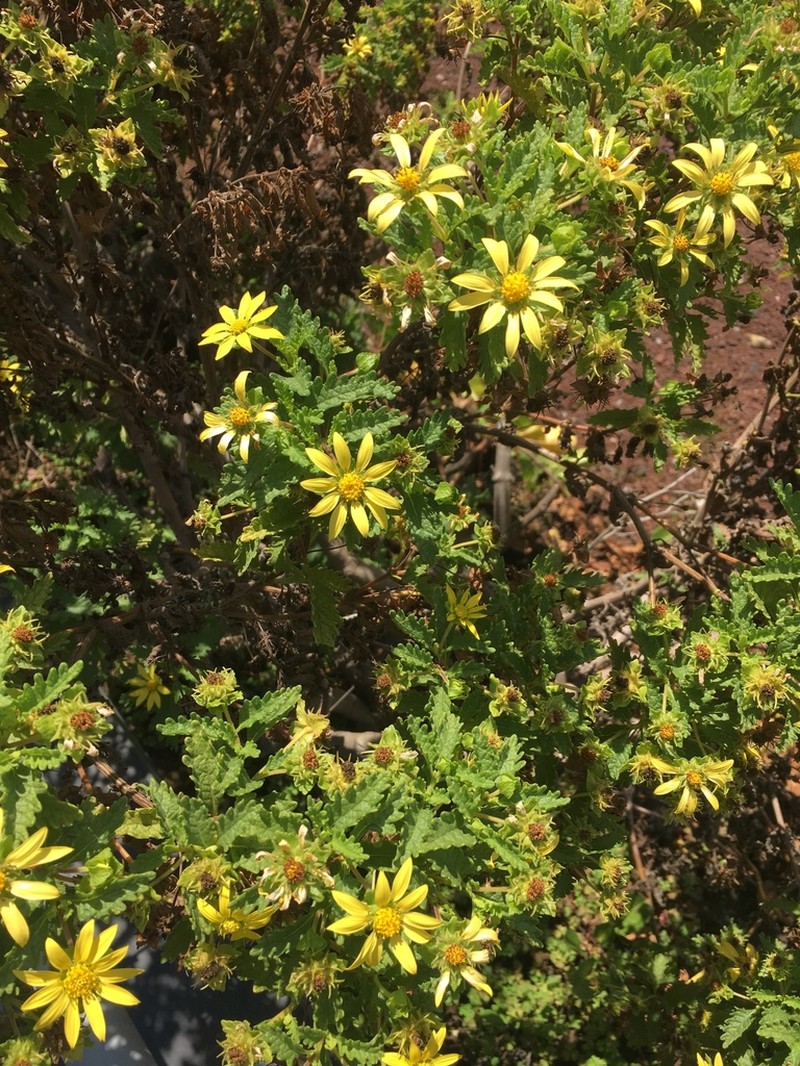 Lecocarpus darwinii photo 2