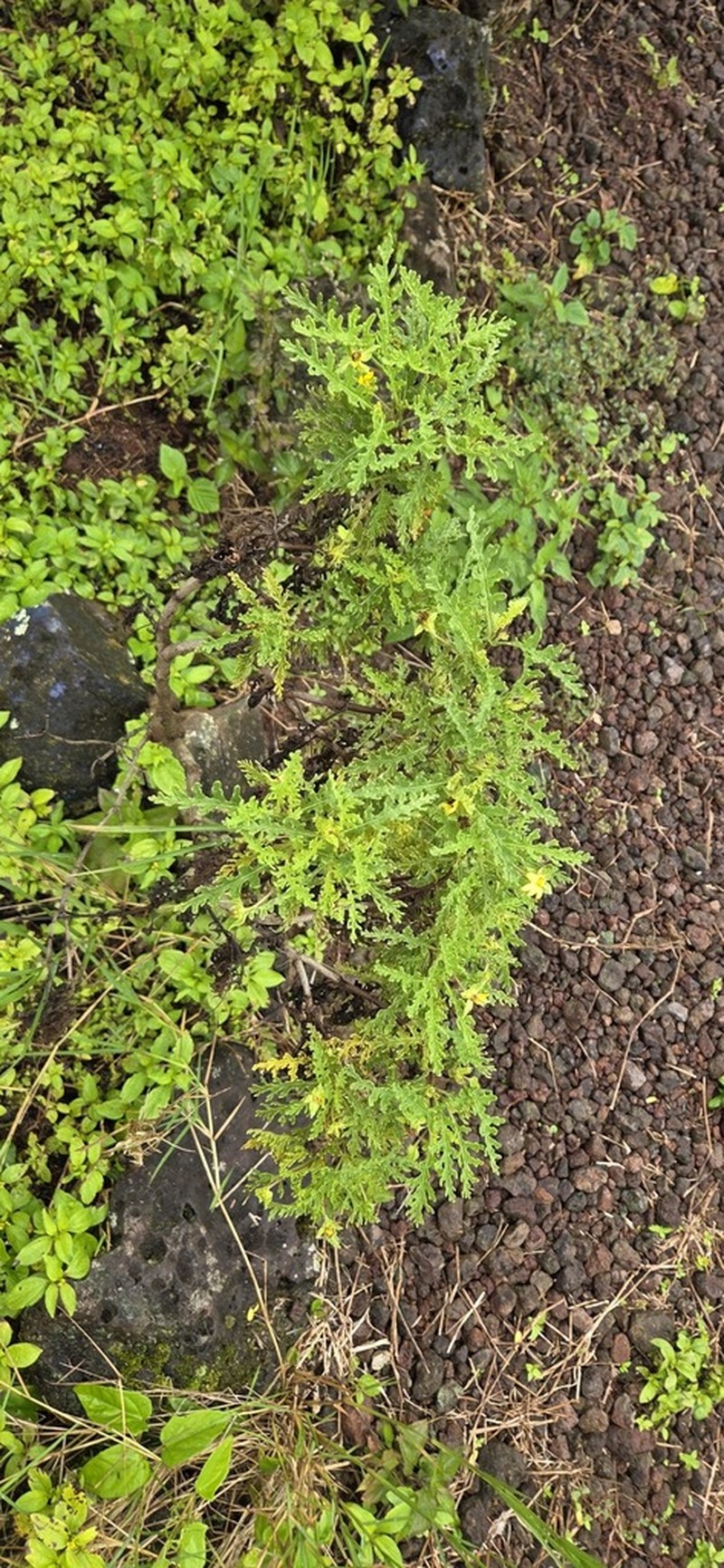 Lecocarpus darwinii photo 3