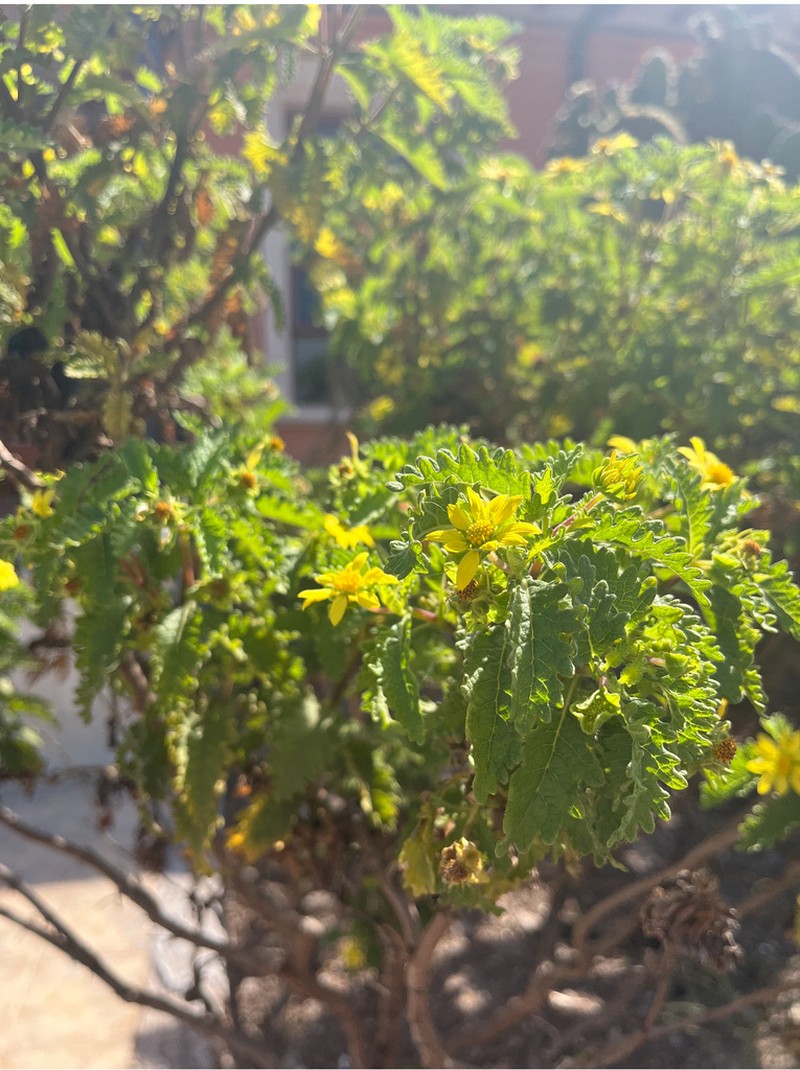 Lecocarpus darwinii photo 4