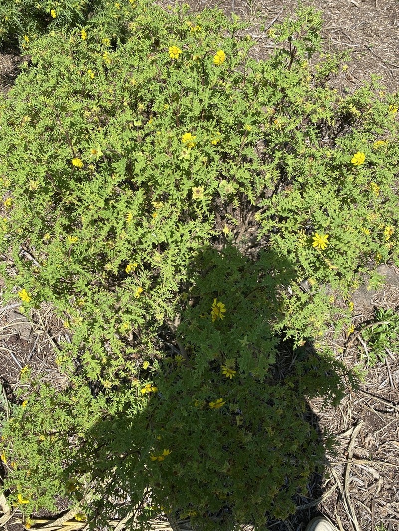 Lecocarpus darwinii photo 5