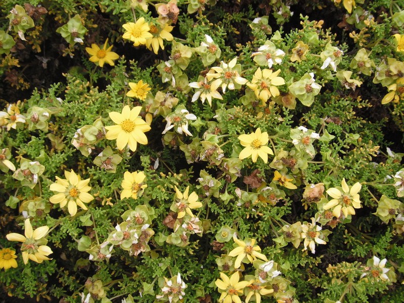 Lecocarpus pinnatifidus photo 2
