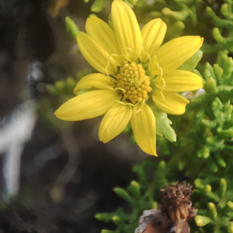 Lecocarpus pinnatifidus photo 3